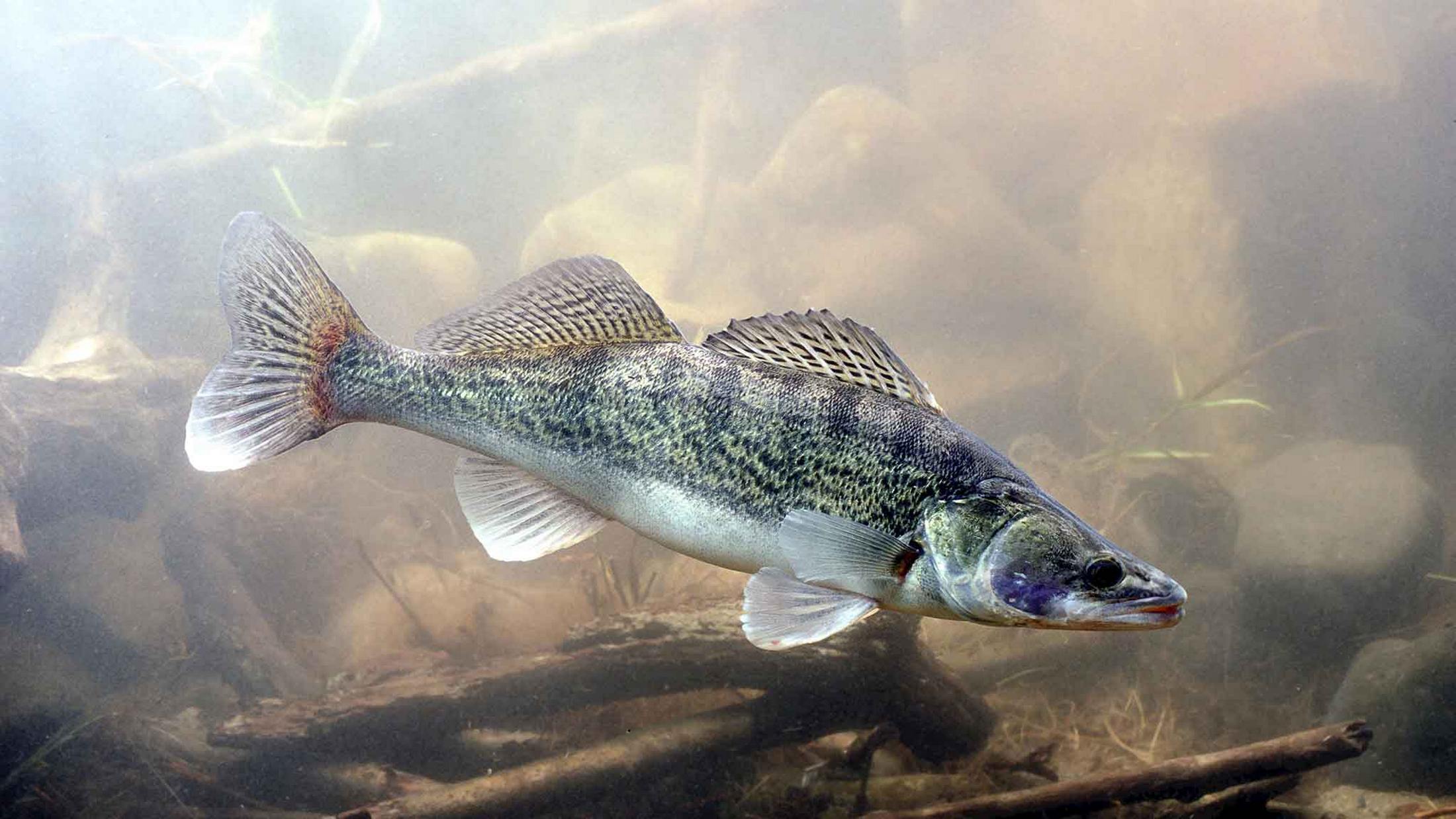 Sander lucioperca (Linnaeus, 1758)